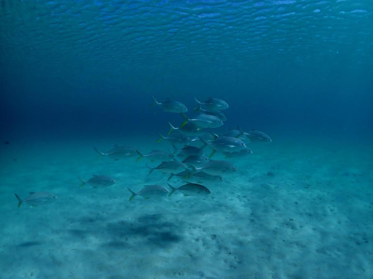Naukacuvu Island Paradise Cove Resort מראה חיצוני תמונה